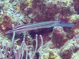 Trumpetfish-2