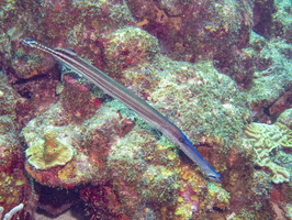 Trumpetfish-3