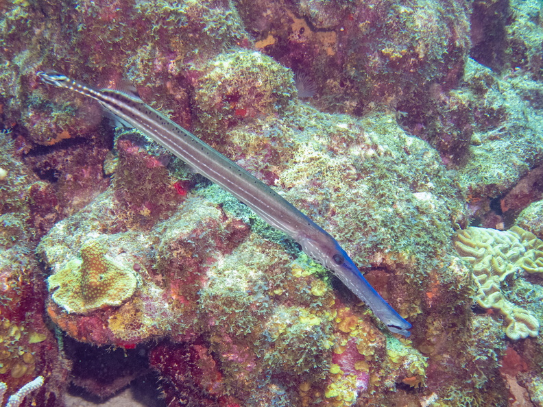 Trumpetfish-3.jpg