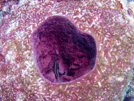 Goby in Purple Ball Sponge