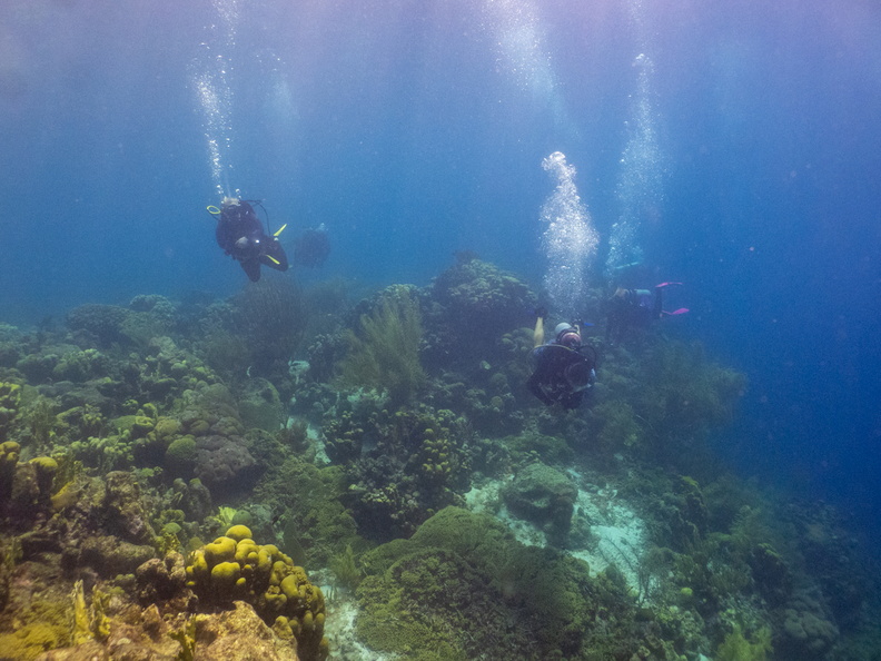 Divers on Reef.jpg