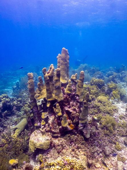 Pillar Coral.jpg