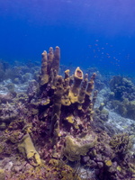 Pillar Coral-2