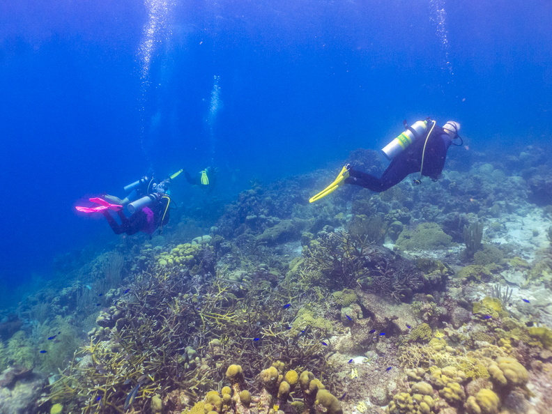 Diver on Reef.jpg