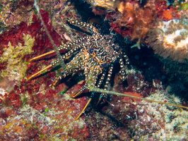 Spotted Lobster-2