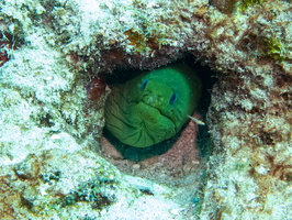 Green Moray