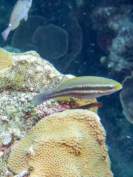 Striped Parrotfish Juvenile.jpg