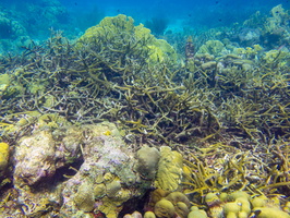 Staghorn Coral-2