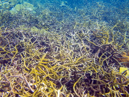 Staghorn Coral-3