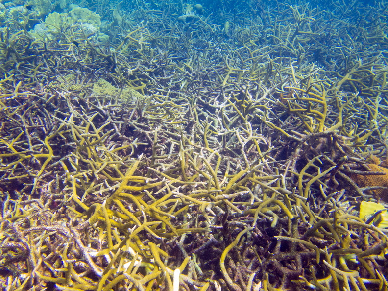 Staghorn Coral-3.jpg