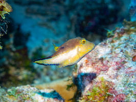 Sharpnose Pufferfish