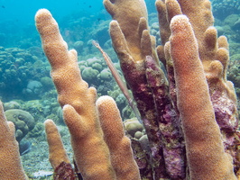 Trumpetfish and Pillar Coral