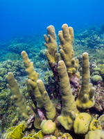 Trumpetfish and Pillar Coral-2