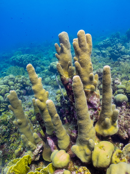Trumpetfish and Pillar Coral-2.jpg