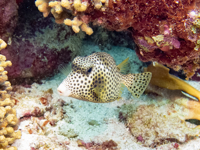 Spotted Trunkfish.jpg
