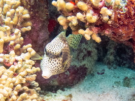 Spotted Trunkfish-2