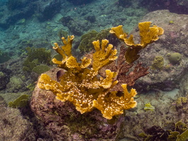 Elk Horn  Coral