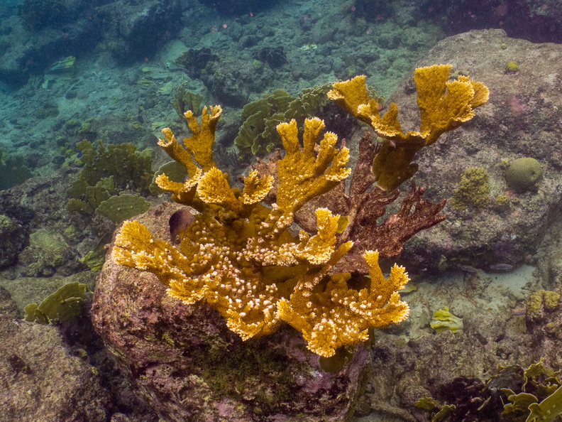 Elk Horn  Coral.jpg
