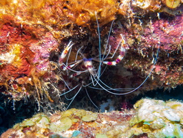 Bande Coral Shrimp