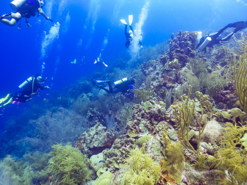 Divers on Reef.jpg