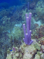 Pruple Tube Sponge