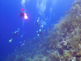 Divers on Reef-3