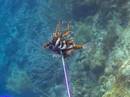 Lionfish on Spear