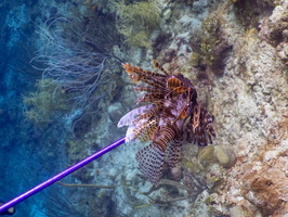Lionfish on Spear-2