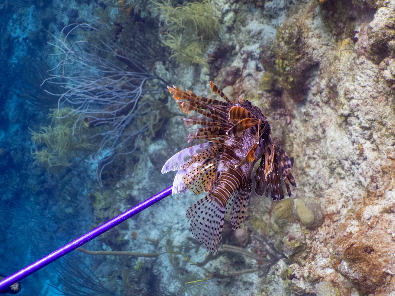 Lionfish on Spear-2.jpg