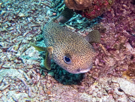 Porcuppinefish-2