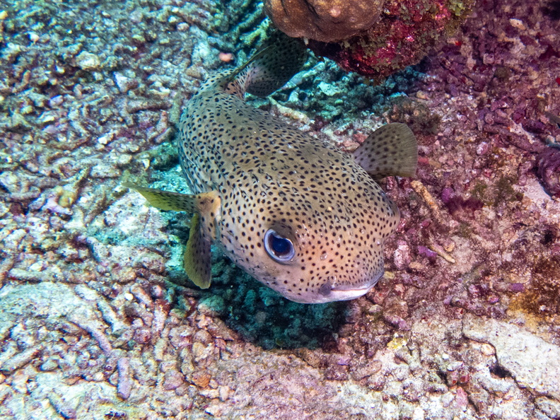 Porcuppinefish-2.jpg