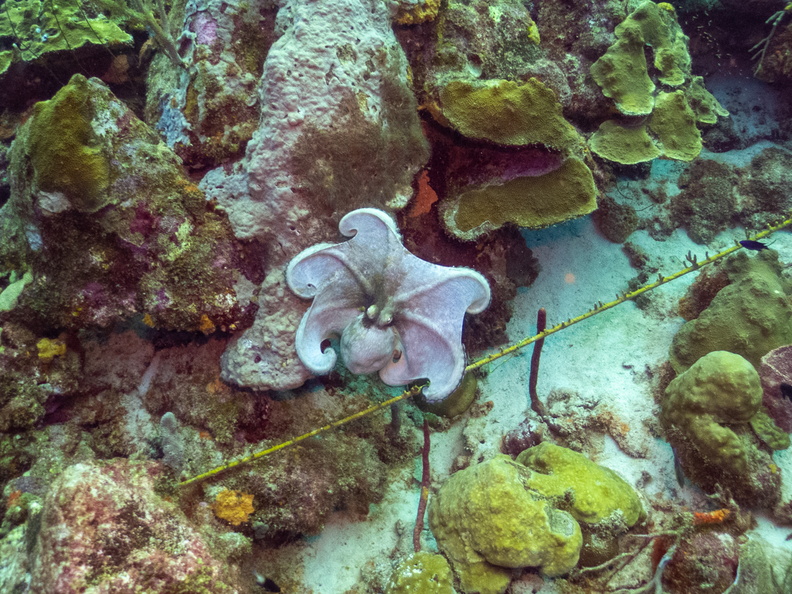Common Octopus.jpg
