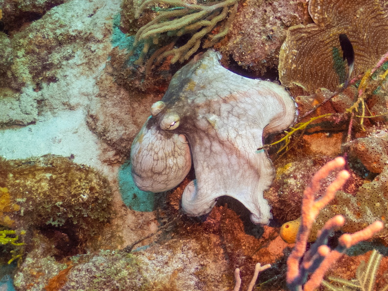 Common Octopus-3.jpg