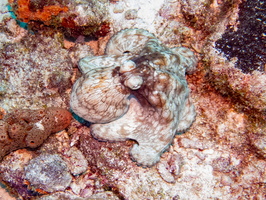 Common Octopus-4