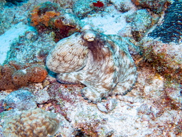 Common Octopus-5