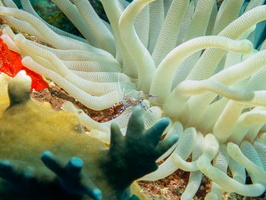 Spotted Cleaner Shrimp on Giant Amenone