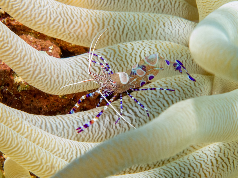 Spotted Cleaner Shrimp on Giant Amenone-4.jpg