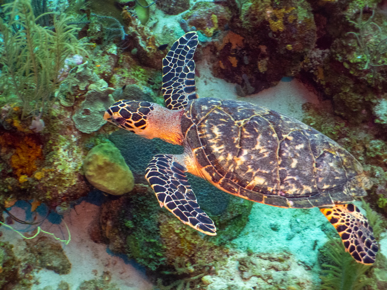 Hawksbill Sea Turtle.jpg
