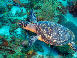 Hawksbill Sea Turtle-2