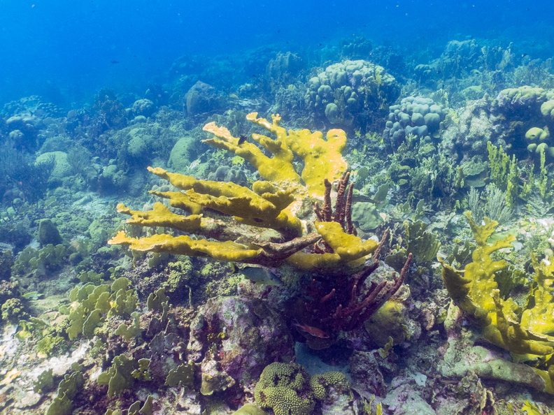 Elkhorn Coral.jpg
