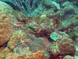 Striped Parrotfish Juveniloes