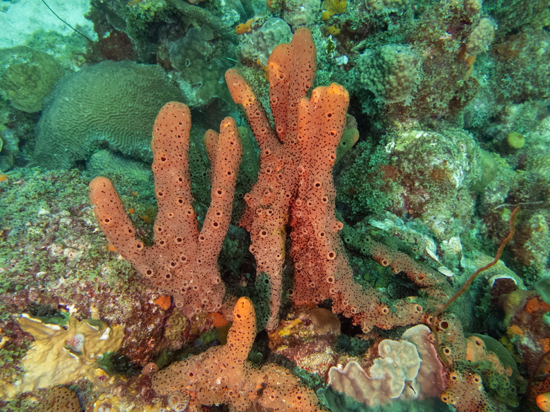 Brown Encrusting Octopus Sponge.jpg