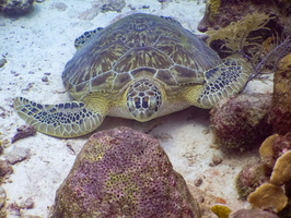 Sleeping Green Sea Turtle-3