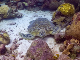 Sleeping Green Sea Turtle-4