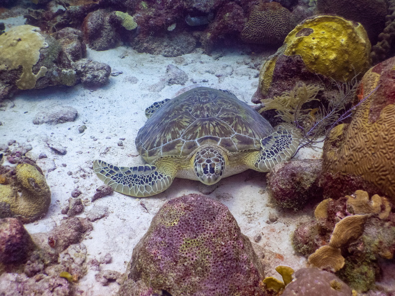 Sleeping Green Sea Turtle-4.jpg