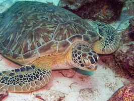 Sleeping Green Sea Turtle-5