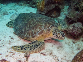 Sleeping Green Sea Turtle-6