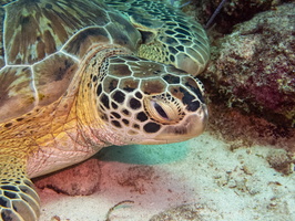 Sleeping Green Sea Turtle-7