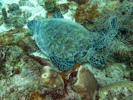 Sleeping Green Sea Turtle-8