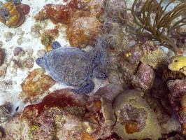 Sleeping Green Sea Turtle-9